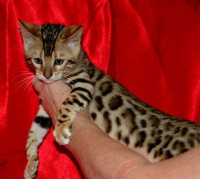 Bengal katze