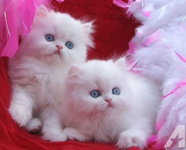 Persische Kätzchen