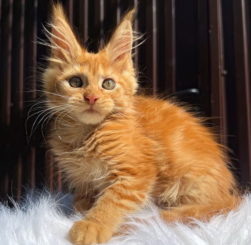 Maine Coon Kätzchen