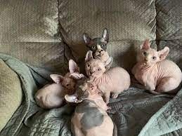Sphynx-Kätzchen