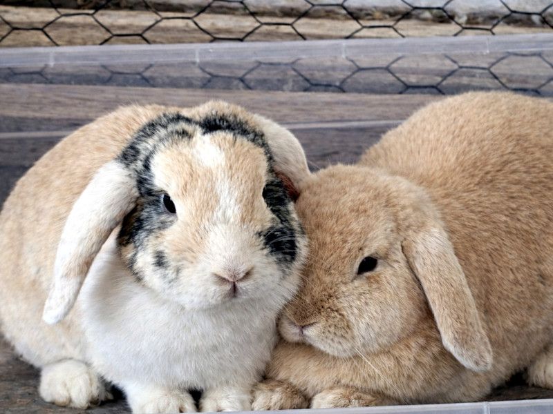 LILLI & MARLENE - aus Dreck und Müll gerettet