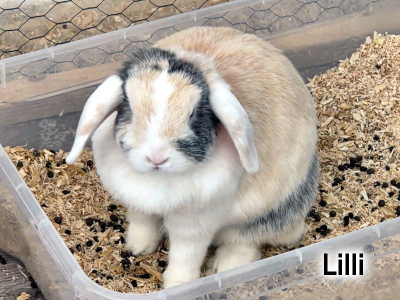 LILLI & MARLENE - aus Dreck und Müll gerettet