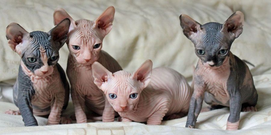Sphynx Kätzchen