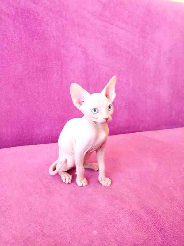 Schöne Sphynx-Kätzchen zu verkaufen