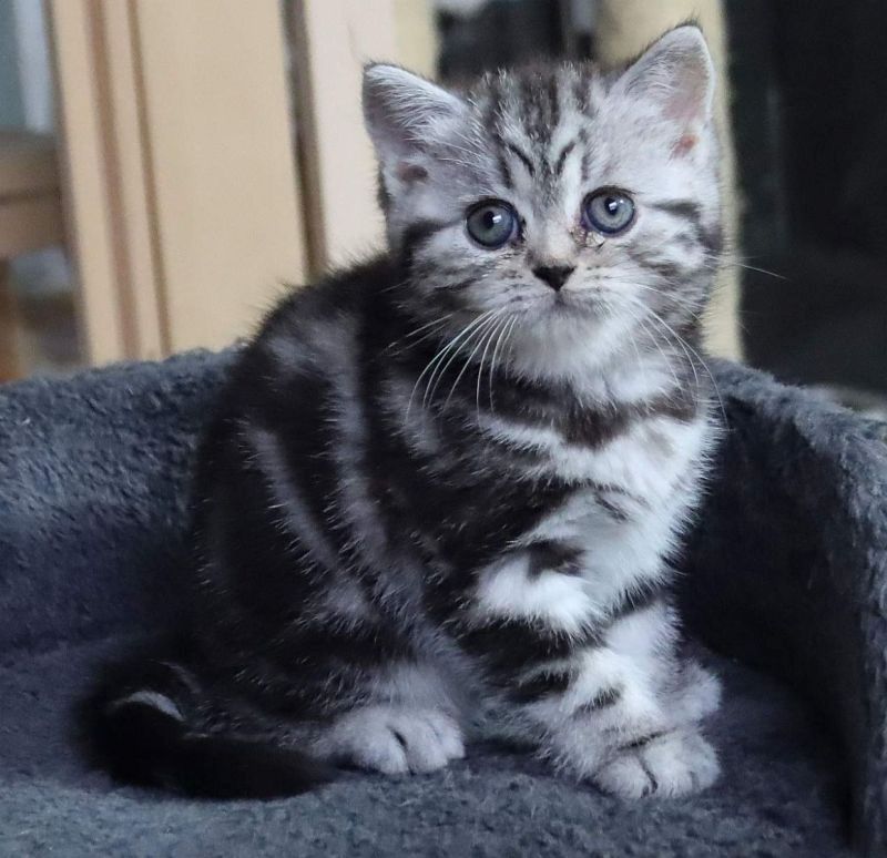 BKH-Kitten mit dem Stammbaum