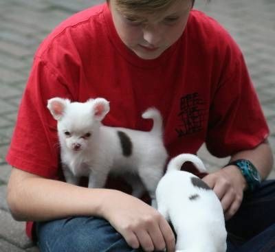 Super süße MINI chihuahua welpen mit Papieren