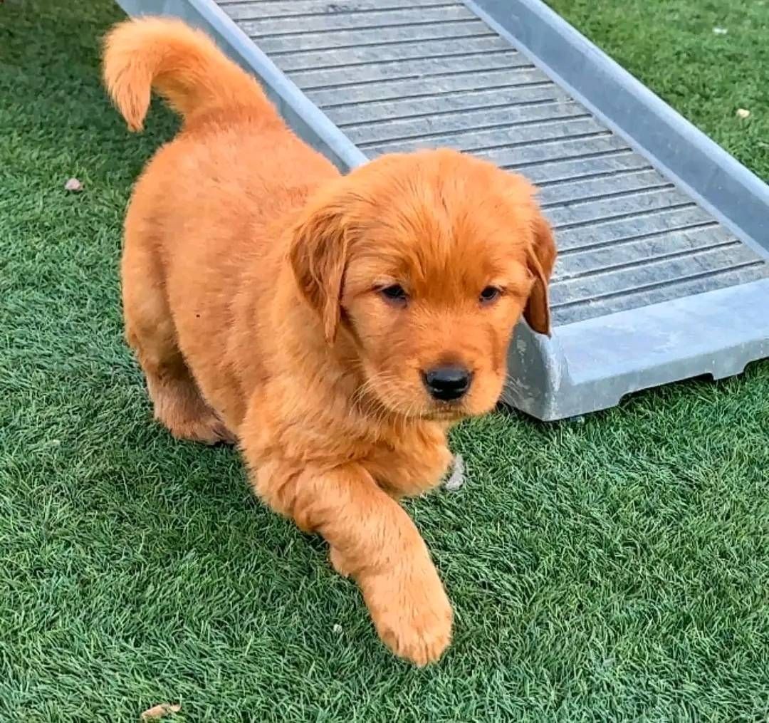 Golden Retriever Welpen zur Annahme