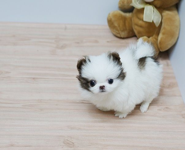 Pomeranian Zwergspitz Welpen ZUM VERSCHENKEN