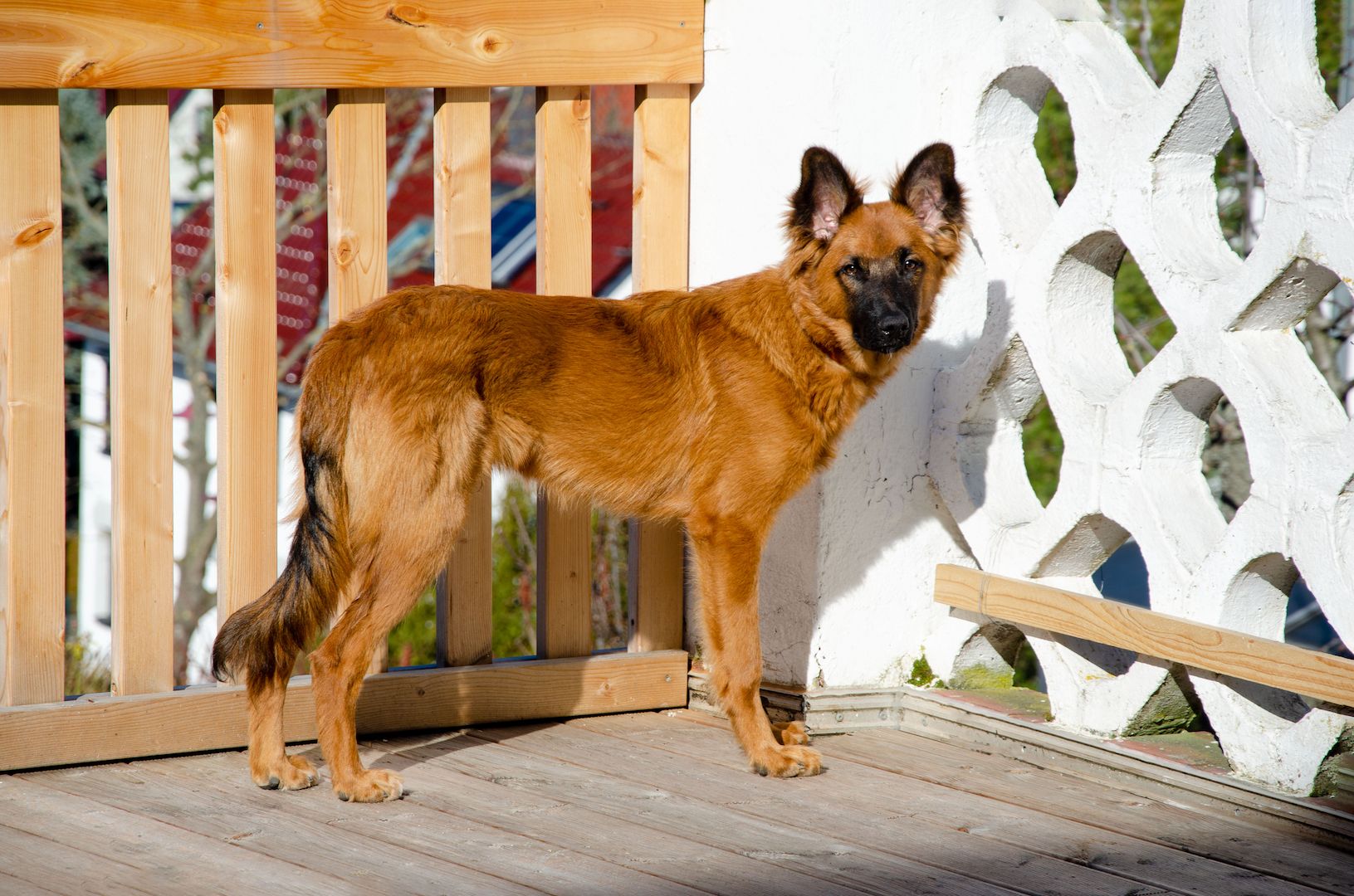 Junger Schäferhundmischling abzugeben