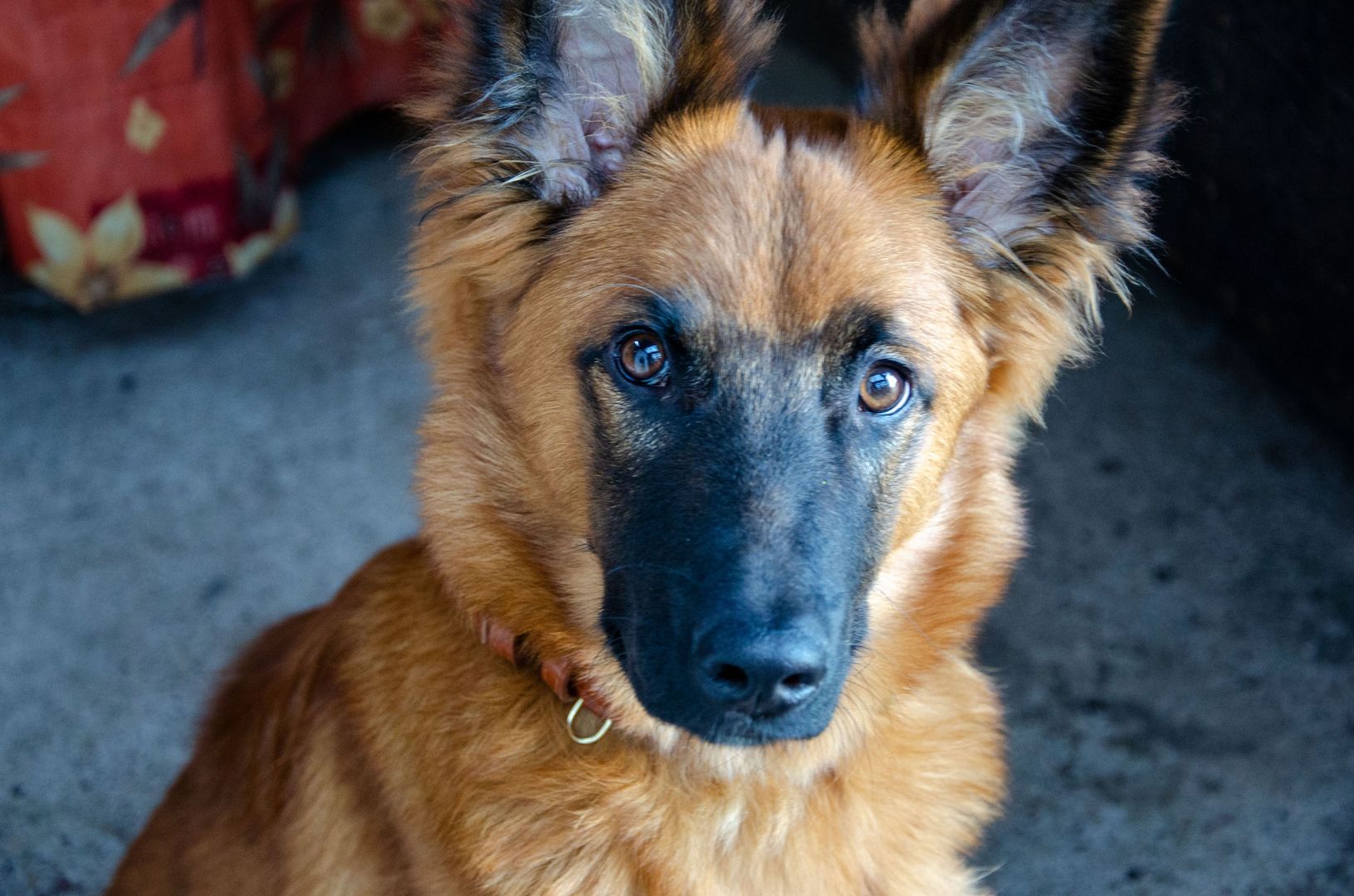 Junger Schäferhundmischling abzugeben