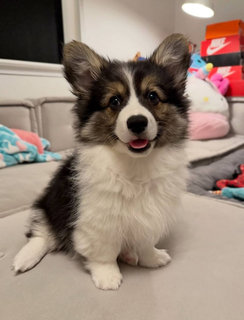Bezaubernde Australian Shepherd Welpen suchen ein liebevolles Zuhause 🐾