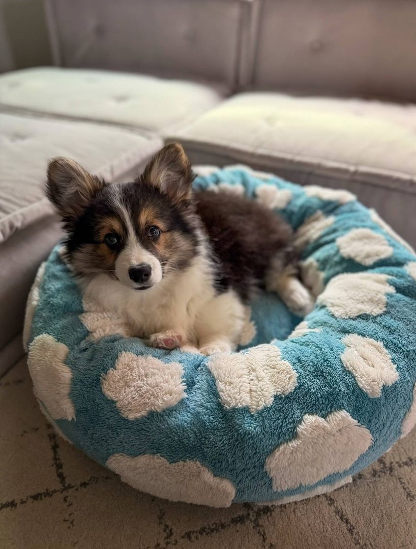 Bezaubernde Australian Shepherd Welpen suchen ein liebevolles Zuhause 🐾