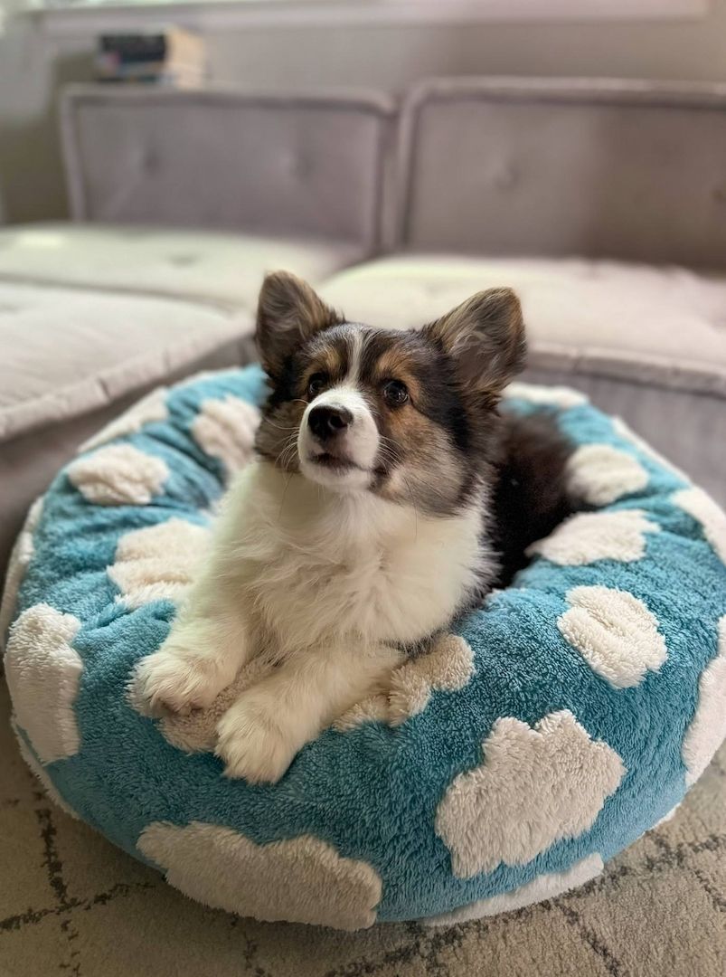 Bezaubernde Australian Shepherd Welpen suchen ein liebevolles Zuhause 🐾