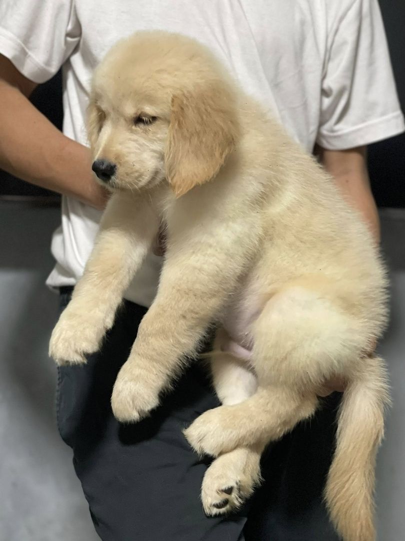 Bezaubernde Golden-Retriever-Welpen suchen ein liebevolles Zuhause