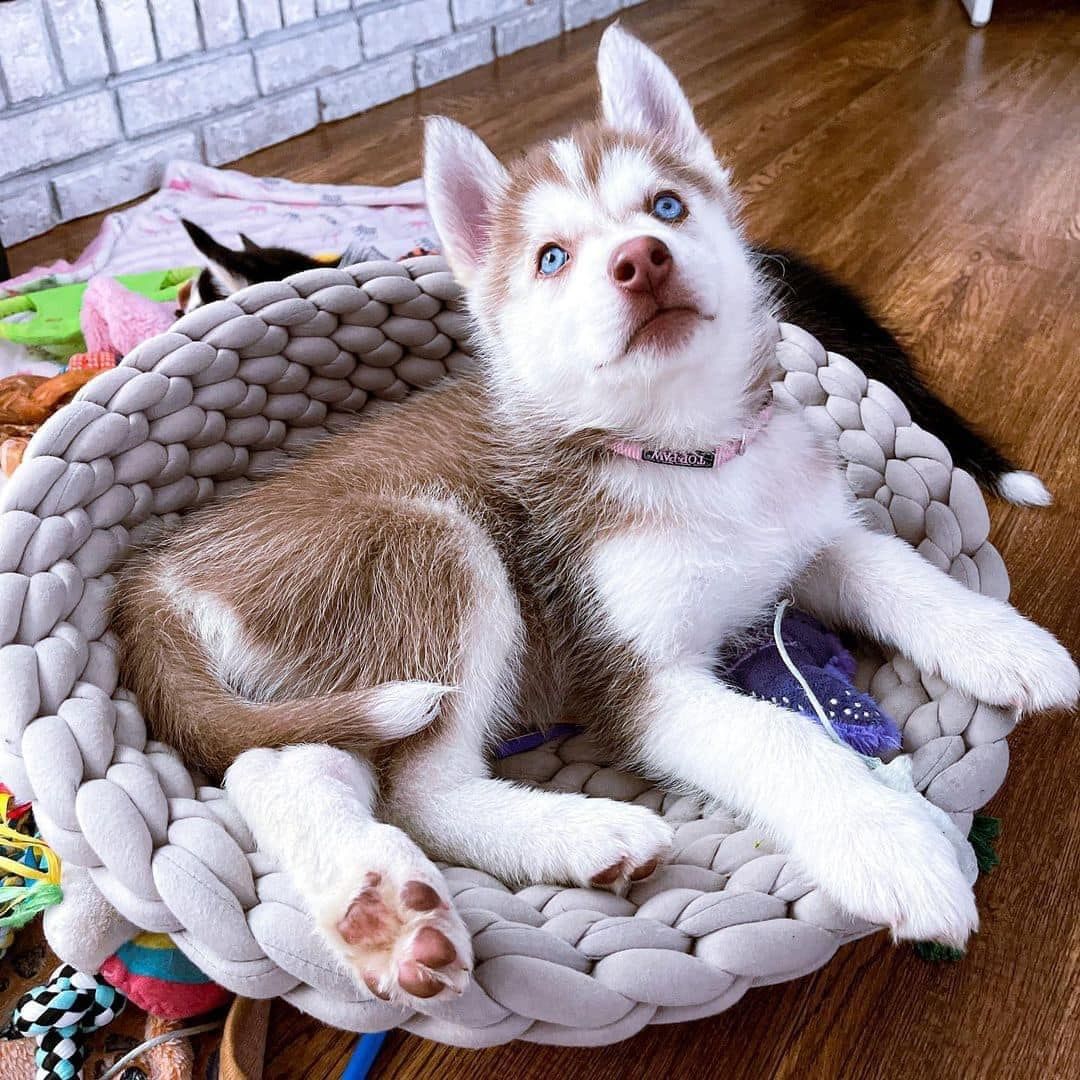 Bezaubernde Husky-Welpen suchen ein liebevolles Zuhause
