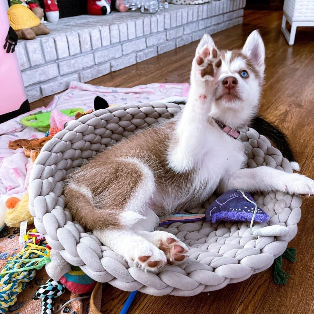 Bezaubernde Husky-Welpen suchen ein liebevolles Zuhause