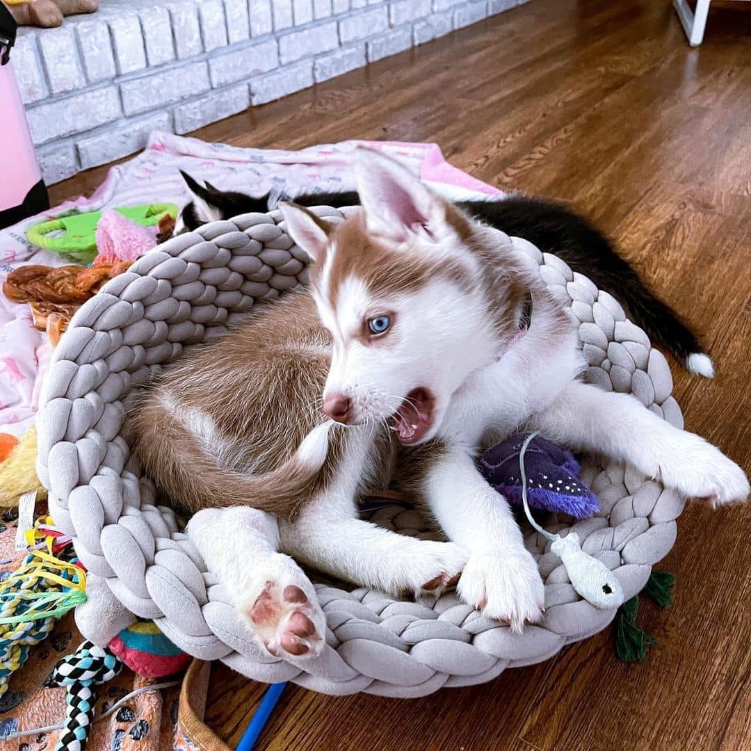 Bezaubernde Husky-Welpen suchen ein liebevolles Zuhause