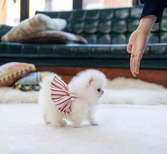 Pomeranian Zwergspitz Welpen