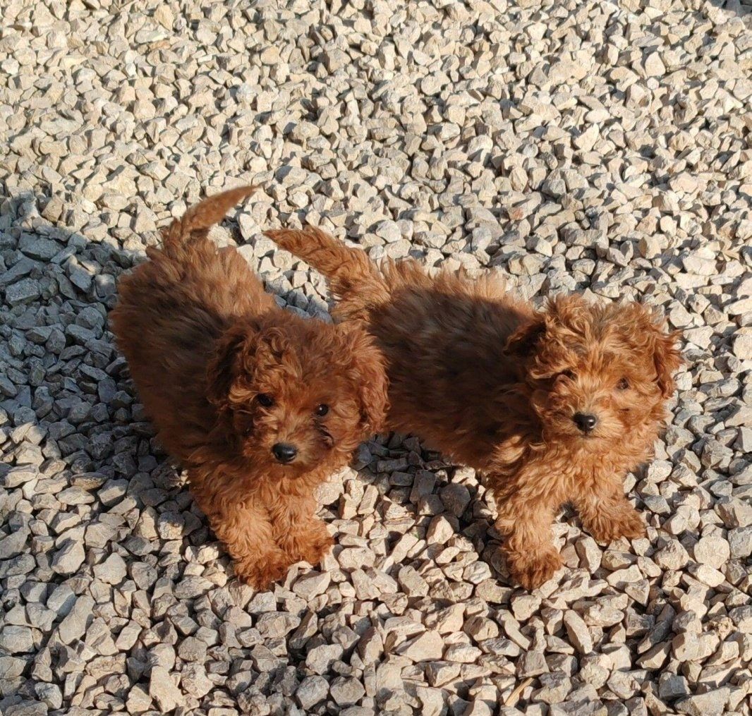 Zuckersüßer Toy und Zwerg Pudel-Welpen