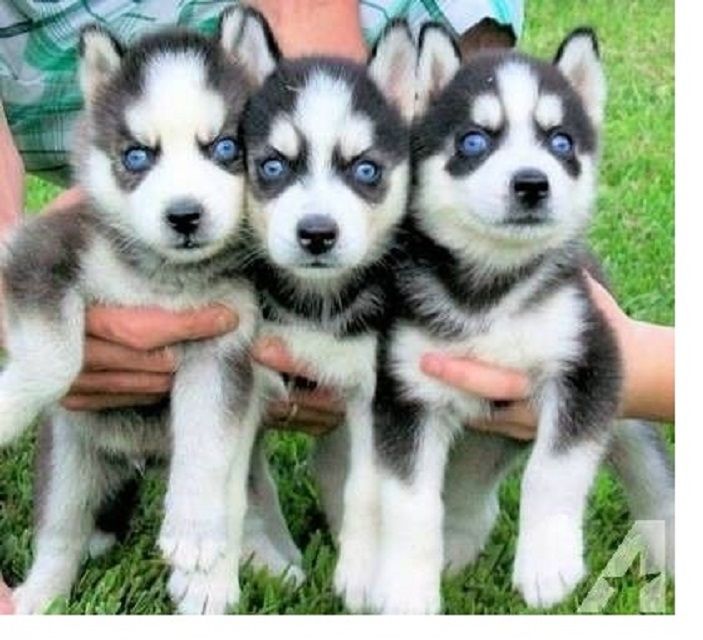 Süße und entzückende Siberian Husky-Welpen