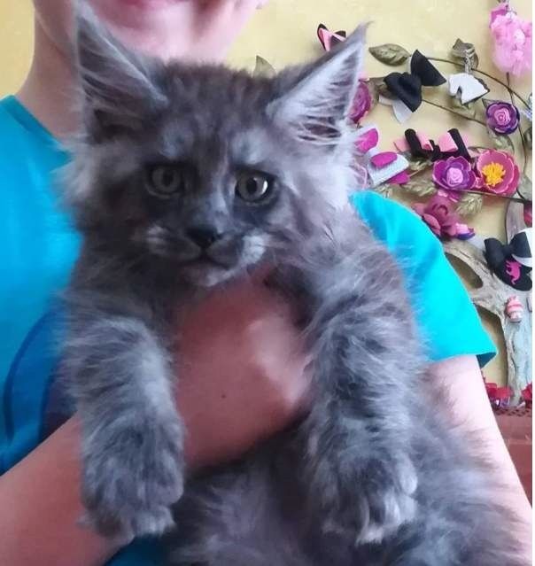 Maine Coon Kätzchen zu verkaufen