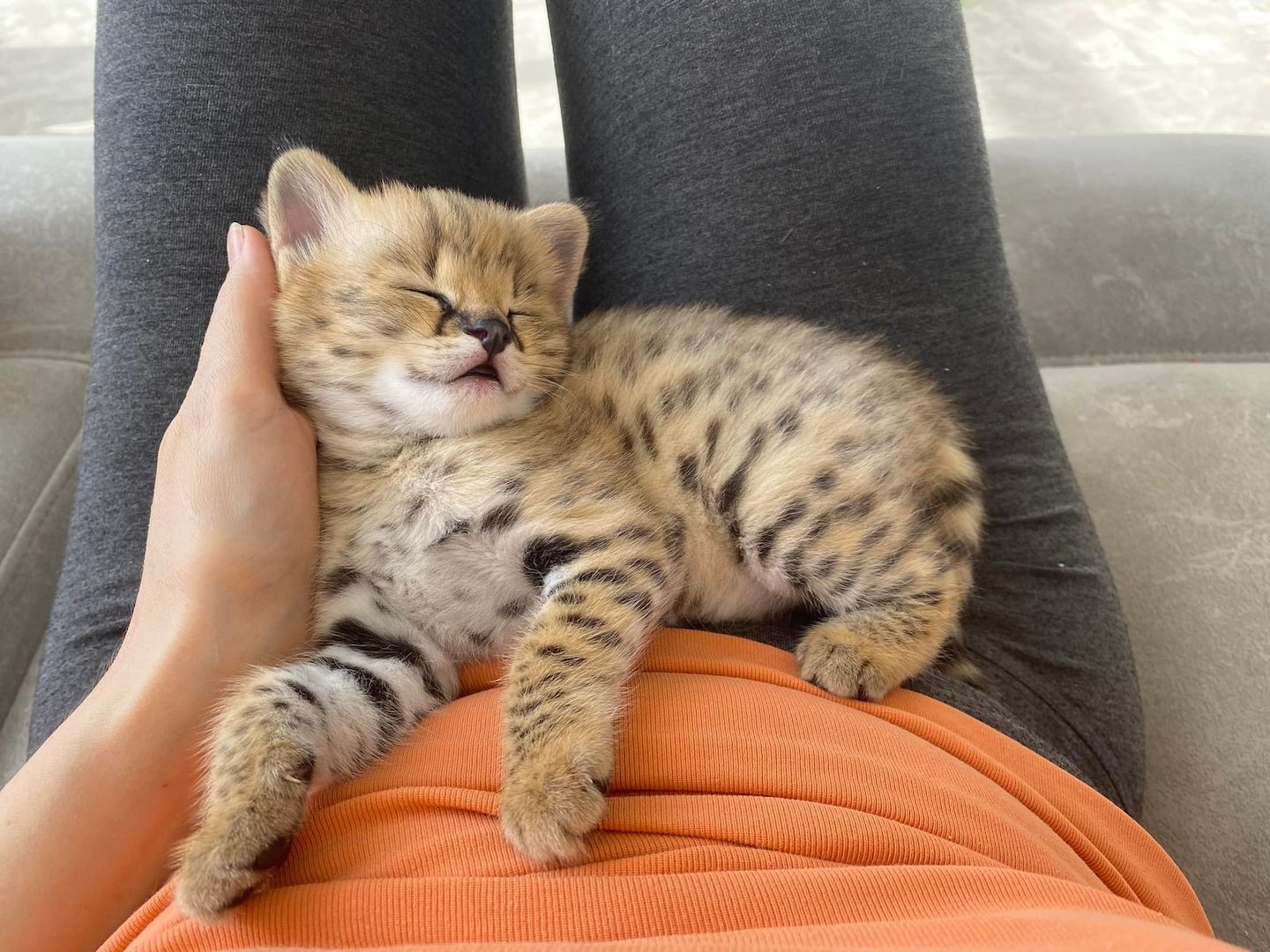 Bezaubernde Savannah Kätzchen Jetzt bereit