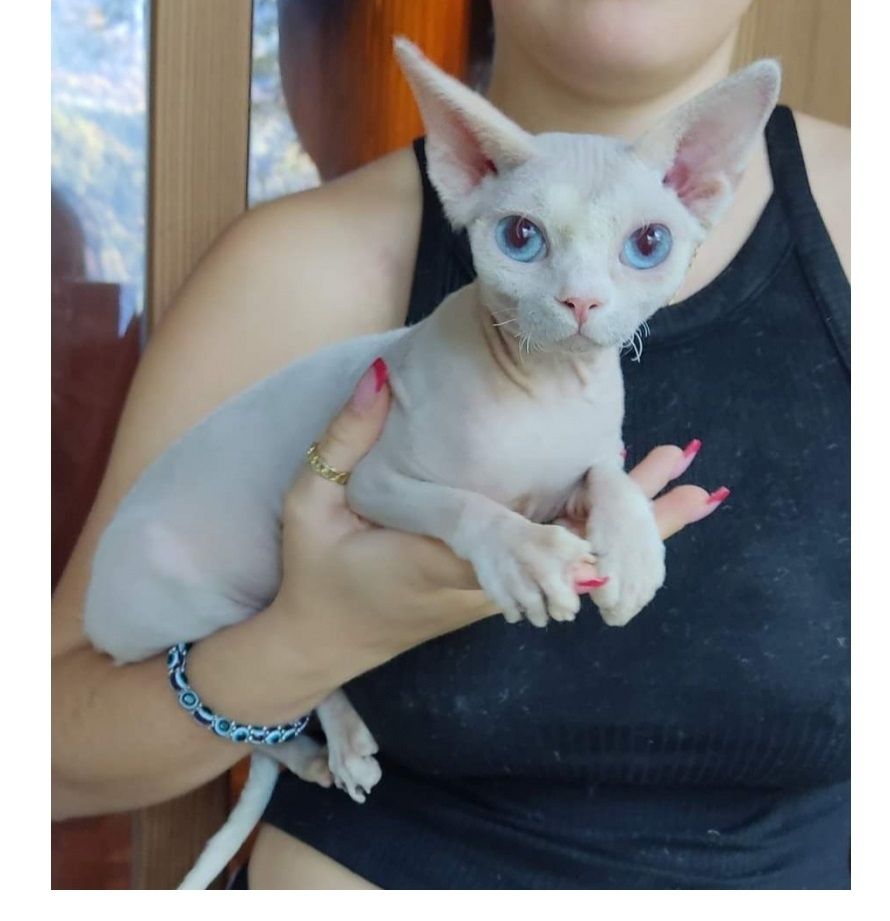 Schöne Sphynx-Kätzchen