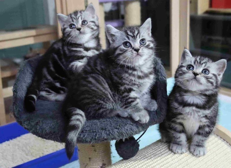 BKH-Kitten mit dem Stammbaum