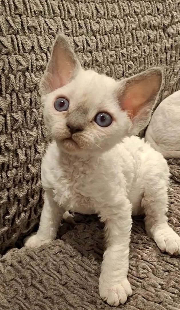Devon Rex-Kätzchen zu verkaufen