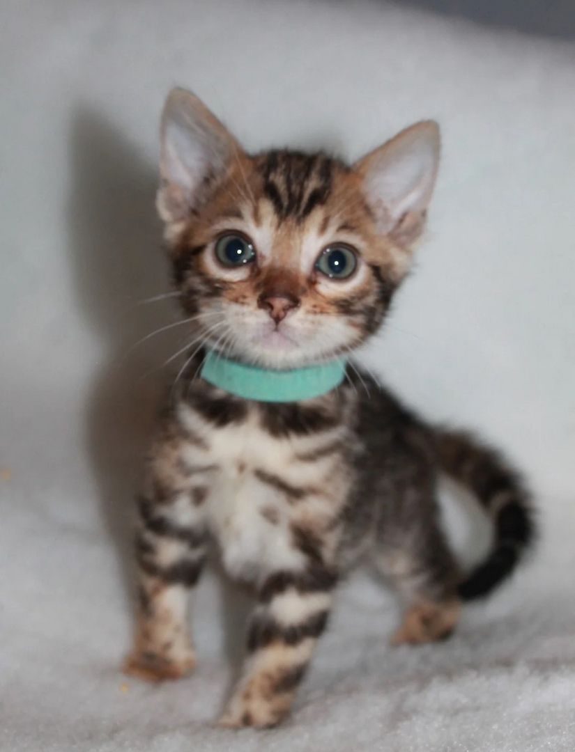 Wunderschöne Bengalkätzchen zu verkaufen.