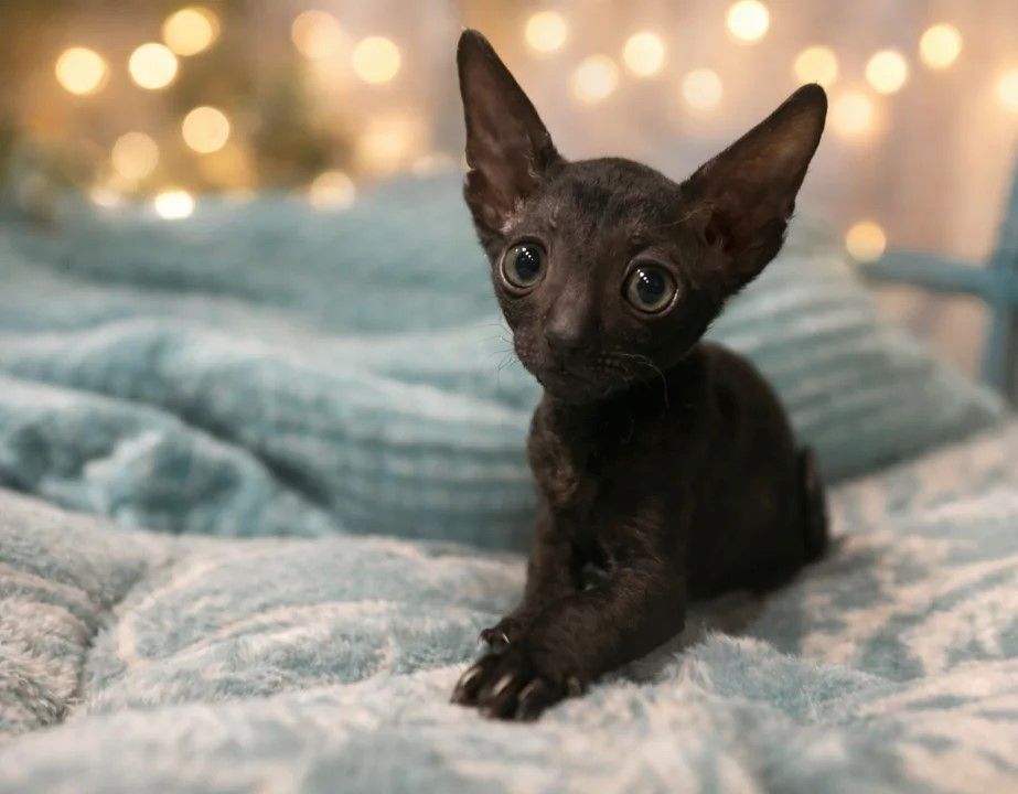 Schwarzer Cornish Rex Rüde – jetzt reserviert