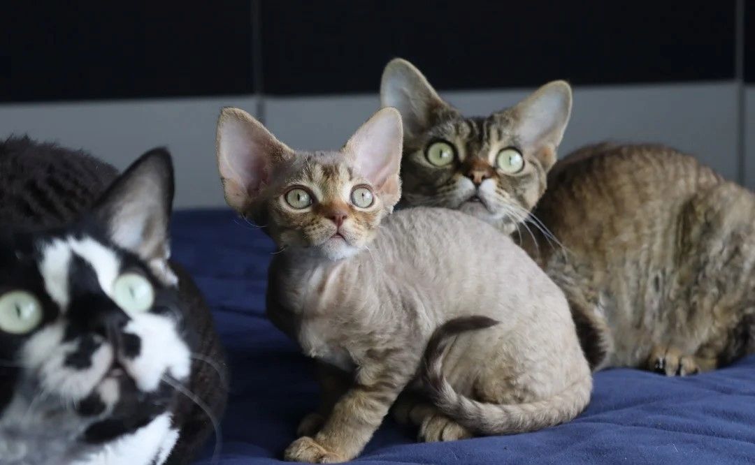 🎉Wunderschöne Devon Rex-Kätzchen🎉