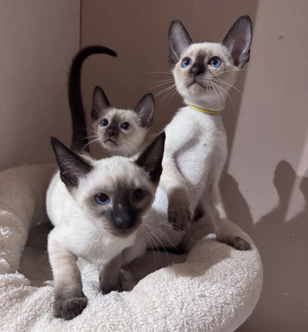 Siamkätzchen verfügbar