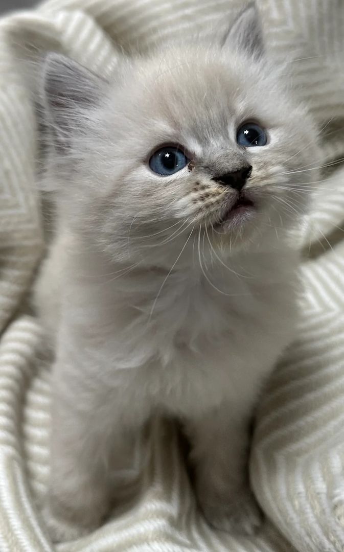 Sibirische Kätzchen Neva Masquerade