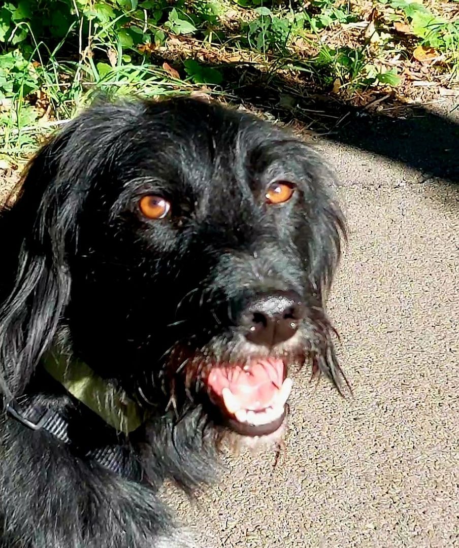 Elmo sensibler Begleiter sucht dringend seinen Herzplatz