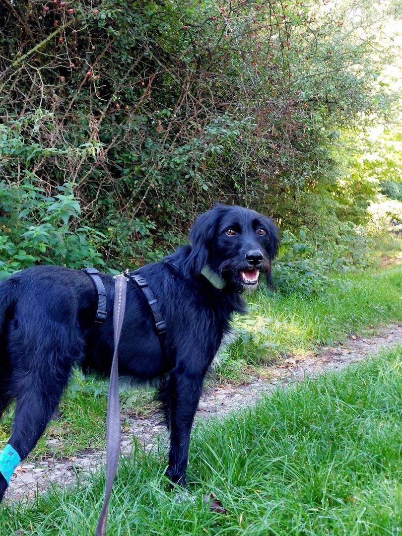 Elmo sensibler Begleiter sucht dringend seinen Herzplatz