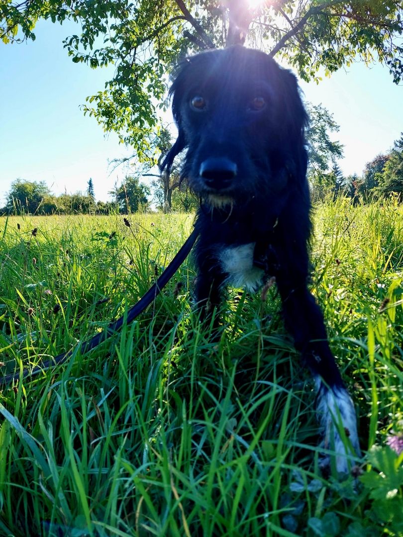 Elmo sensibler Begleiter sucht dringend seinen Herzplatz