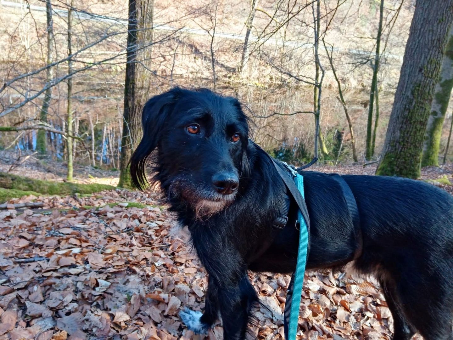 Elmo sensibler Begleiter sucht dringend seinen Herzplatz