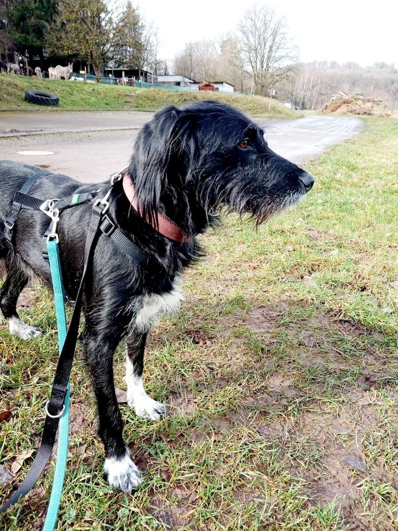 Elmo sensibler Begleiter sucht dringend seinen Herzplatz