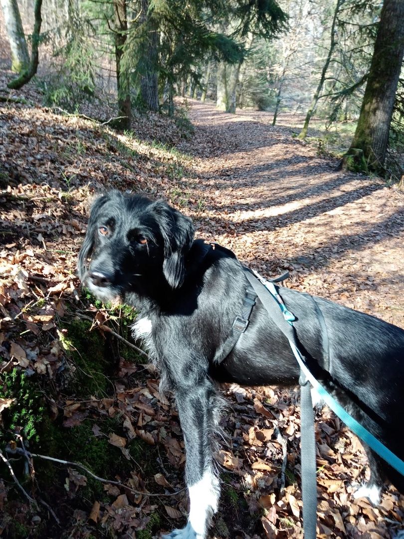 Elmo sensibler Begleiter sucht dringend seinen Herzplatz