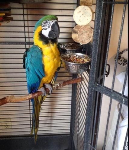 Kakadus und Papageien zu verkaufen