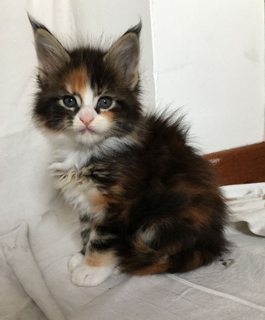 Maine Coon Kitten mit Stammbaum