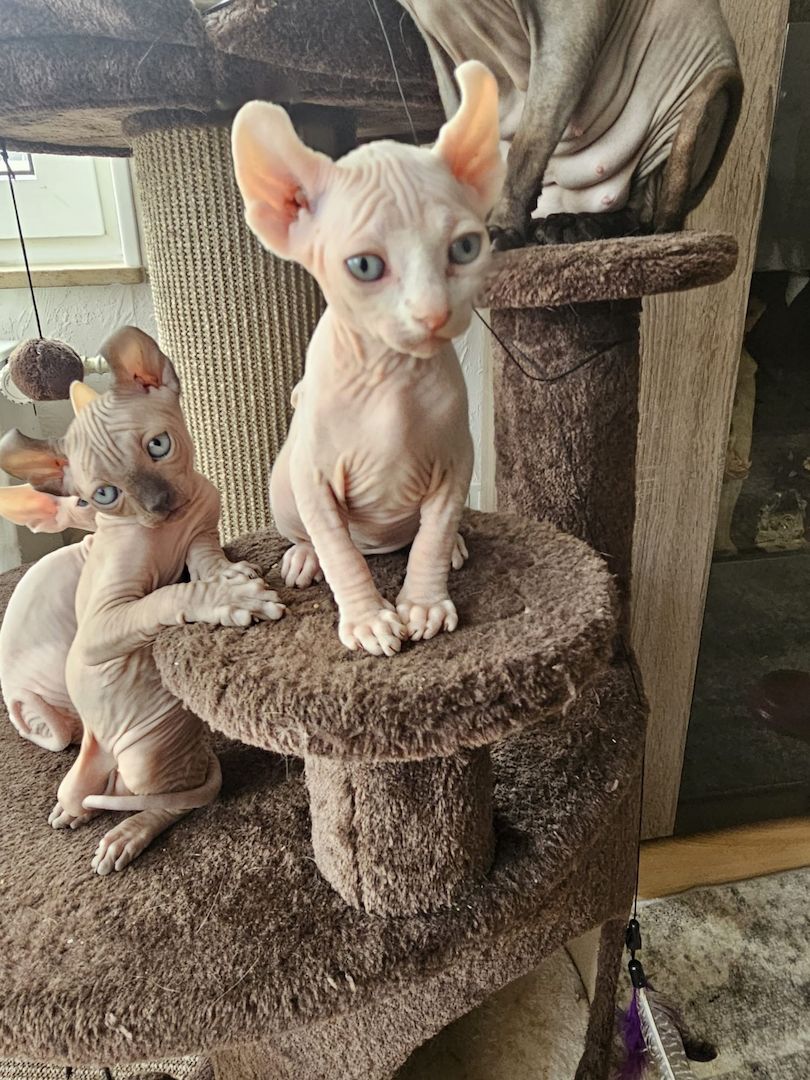 Sphynx Babys