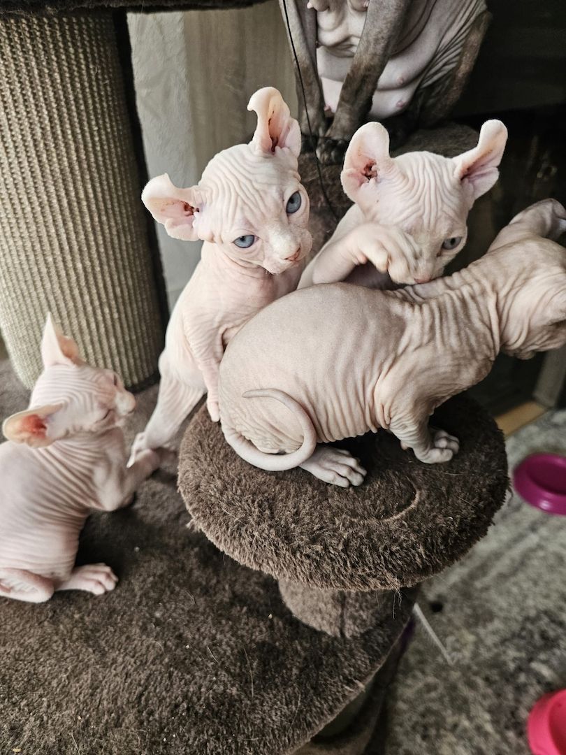 Sphynx Babys
