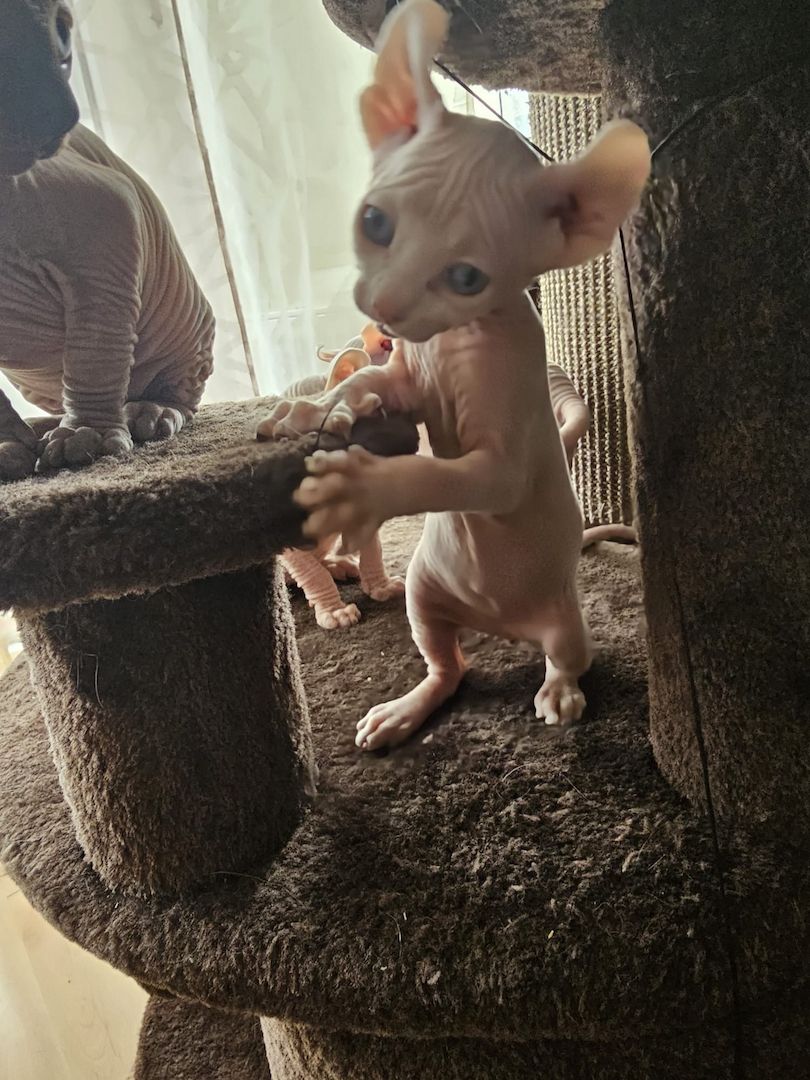 Sphynx Babys