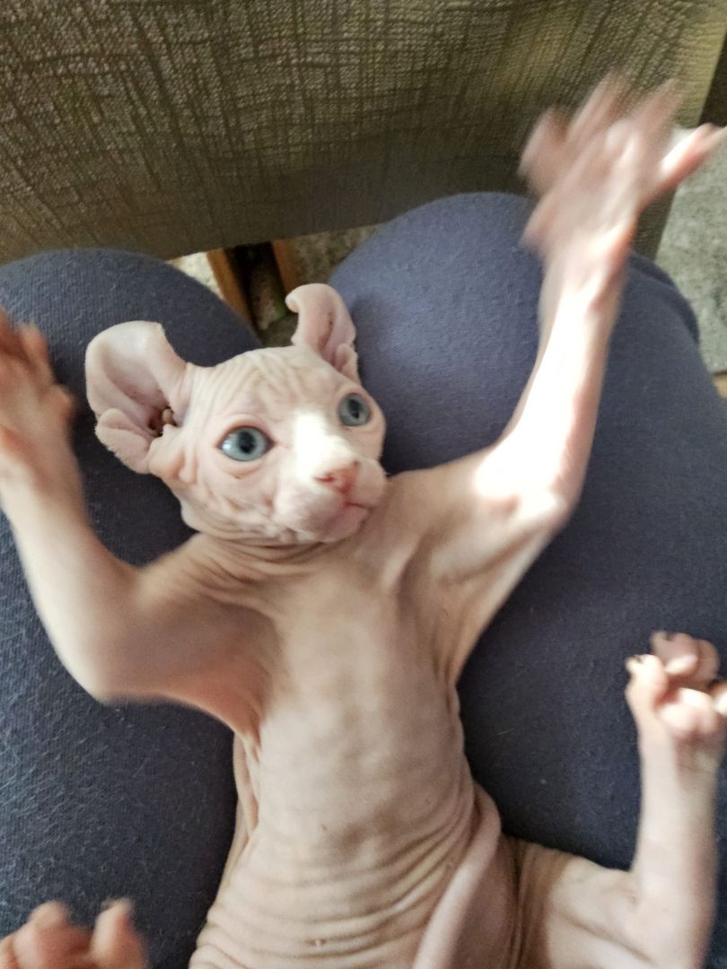 Sphynx Babys