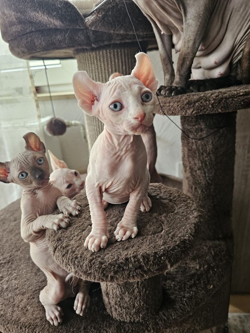 Sphynx Babys
