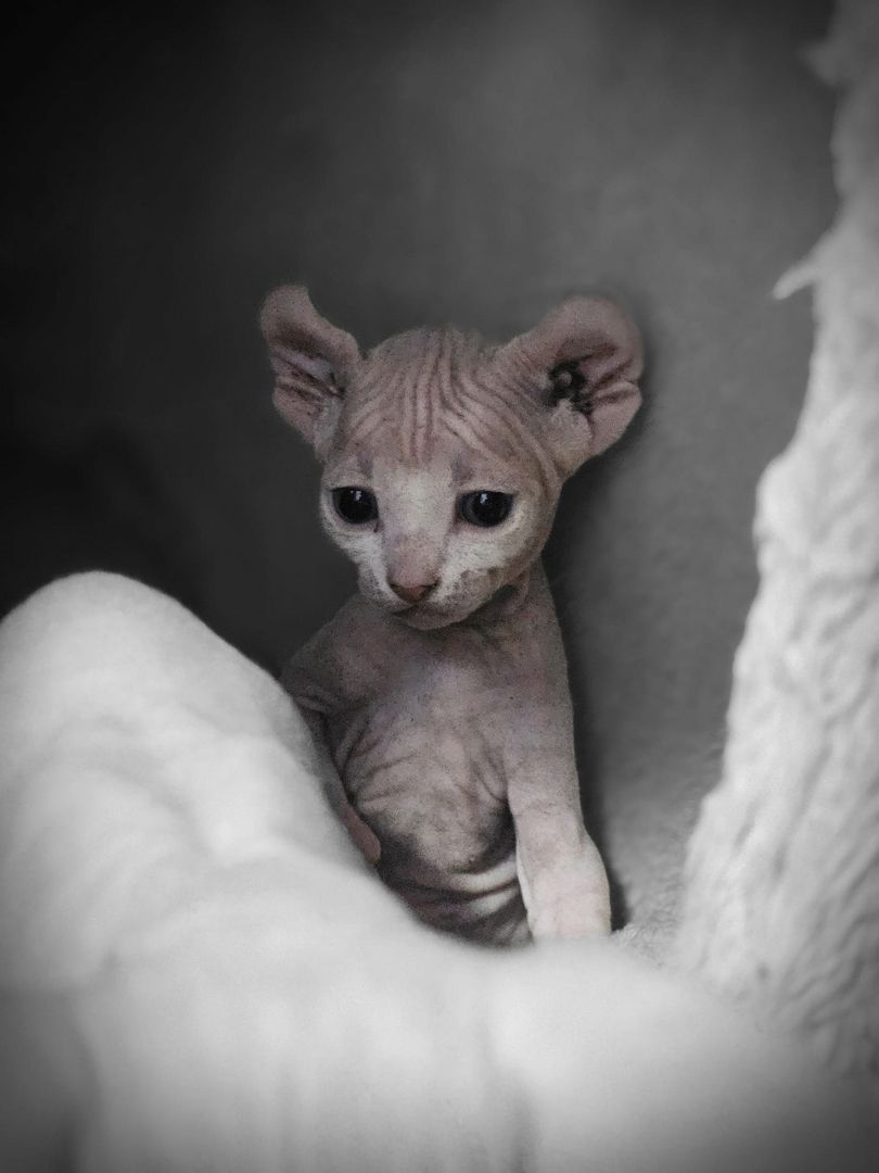 Sphynx Babys