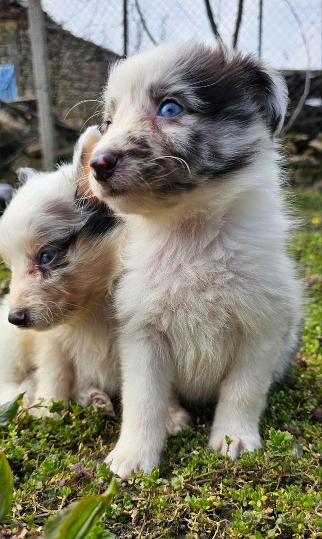 Sheltie Merle Jungen FCI