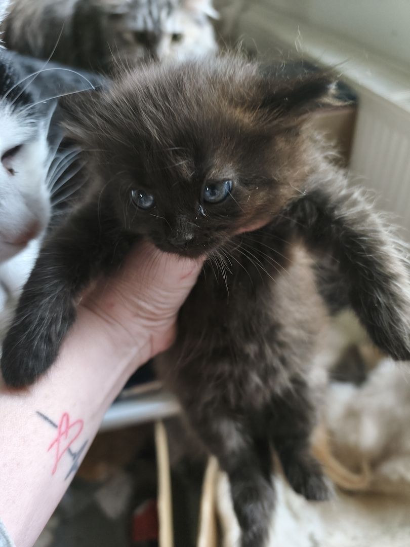 Maincoon persermix kitten